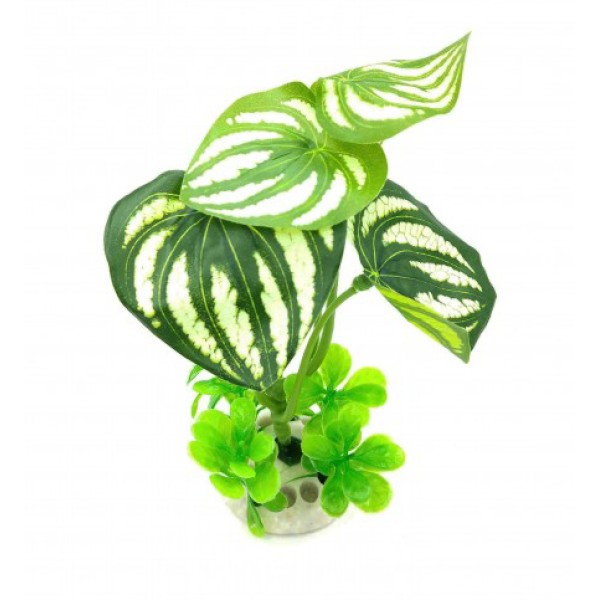 ΔΙΑΚΟΣΜΗΤΙΚΟ ΦΥΤΟ ΕΝΥΔΡΕΙΟΥ